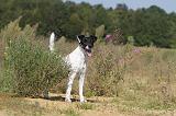 FOX TERRIER POIL LISSE 157